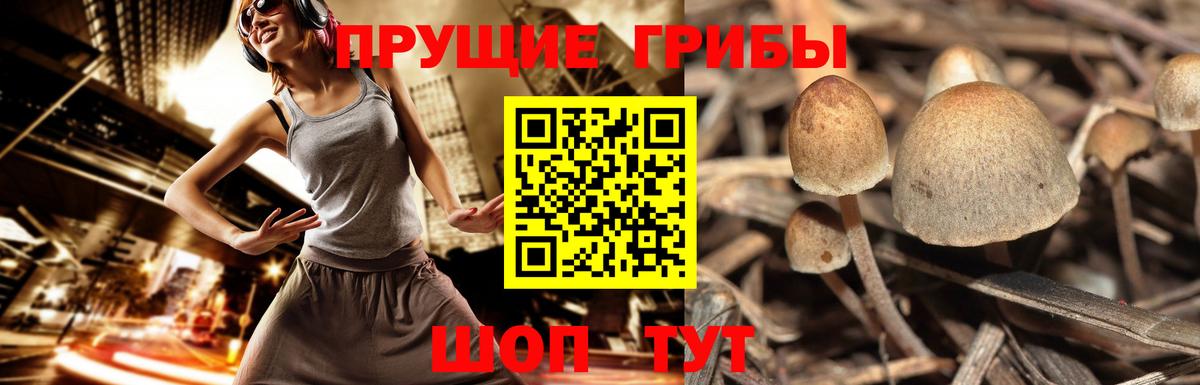 Сосновоборск  Псилоцибиновые грибы Psilocybe  Вход с VPN 